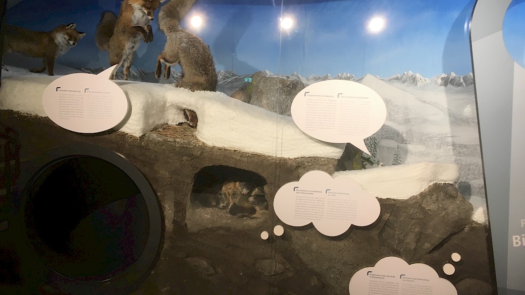 (c) Furchti & Friends Werbetechnik. Das Winterdiorama zeigt den Lebensraum der Tiere im Gebirge in der kalten Jahreszeit. Während die Murmeltiere und der Grasfrosch in ihrem Bau ihren Winterschlaf halten, fangen die Füchse auf der Schneedecke eine Maus. Durch dieses Diorama führt für die kleinen Besucher ein Tunnel. In diesem Tunnel ist ein überdimensionaler Weberknecht, welcher von einem Mauerläufer gefressen wird, zu sehen.