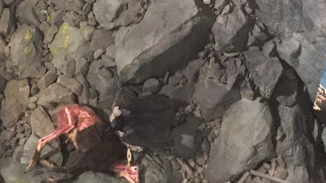 Wie nahe die Grenze zwischen Leben und Tod ist, zeigt ein verwesendes Tier in der Schotterhalde am Fuße der Felswand